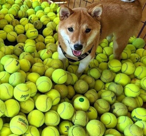 Bulk low cost doggie - bulk,